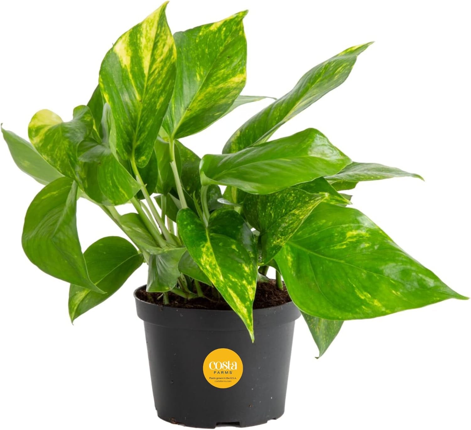 Pothos Plants, 8 Inches (2 Pack)