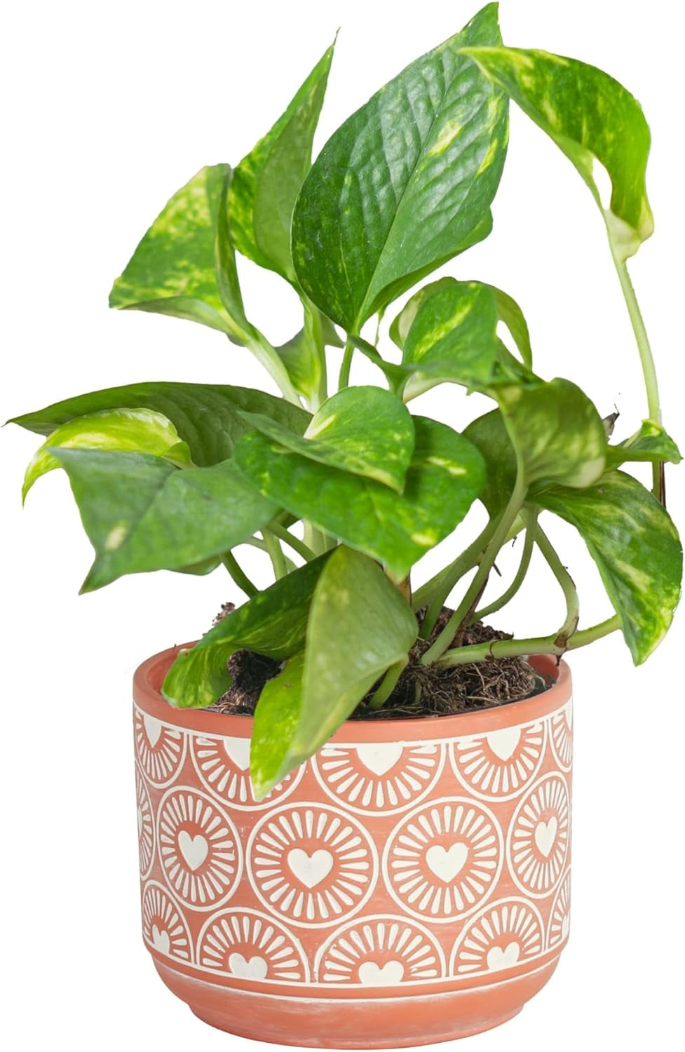 Pothos Plants, 8 Inches (2 Pack)