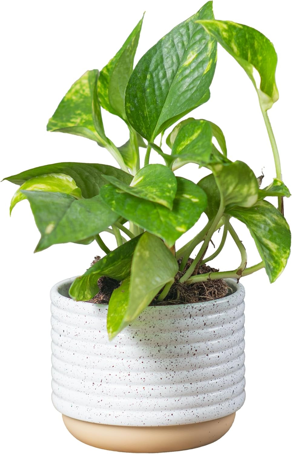 Pothos Plants, 8 Inches (2 Pack)