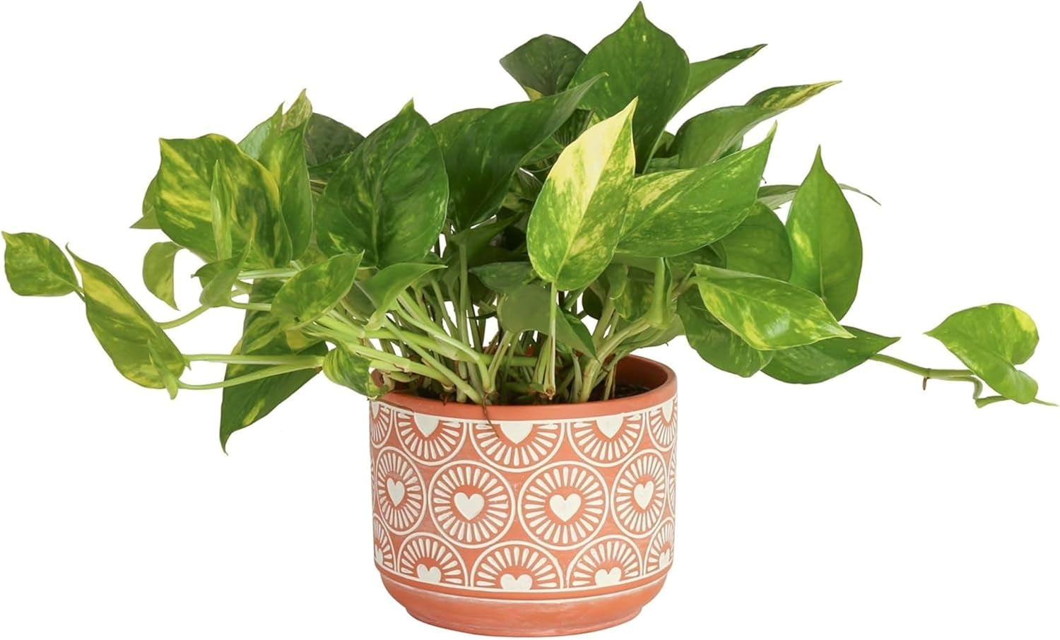 Pothos Plants, 8 Inches (2 Pack)