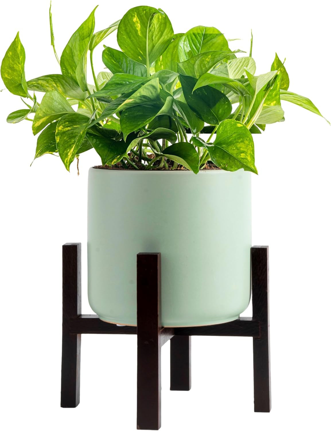 Pothos Plants, 8 Inches (2 Pack)