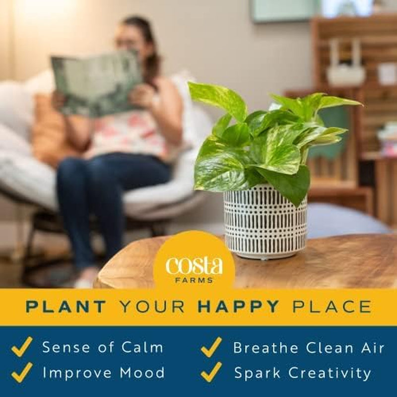 Pothos Plants, 8 Inches (2 Pack)