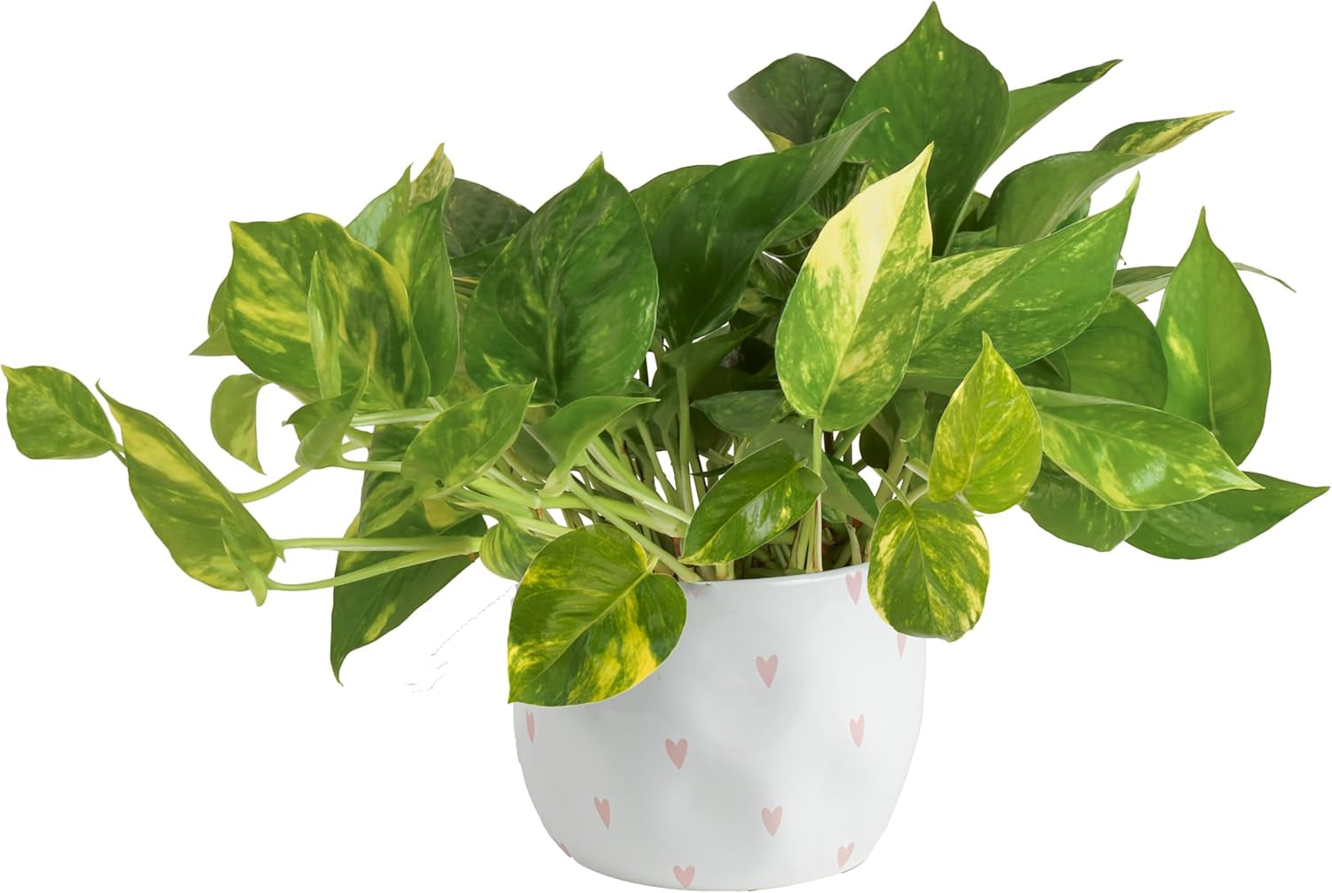 Pothos Plants, 8 Inches (2 Pack)