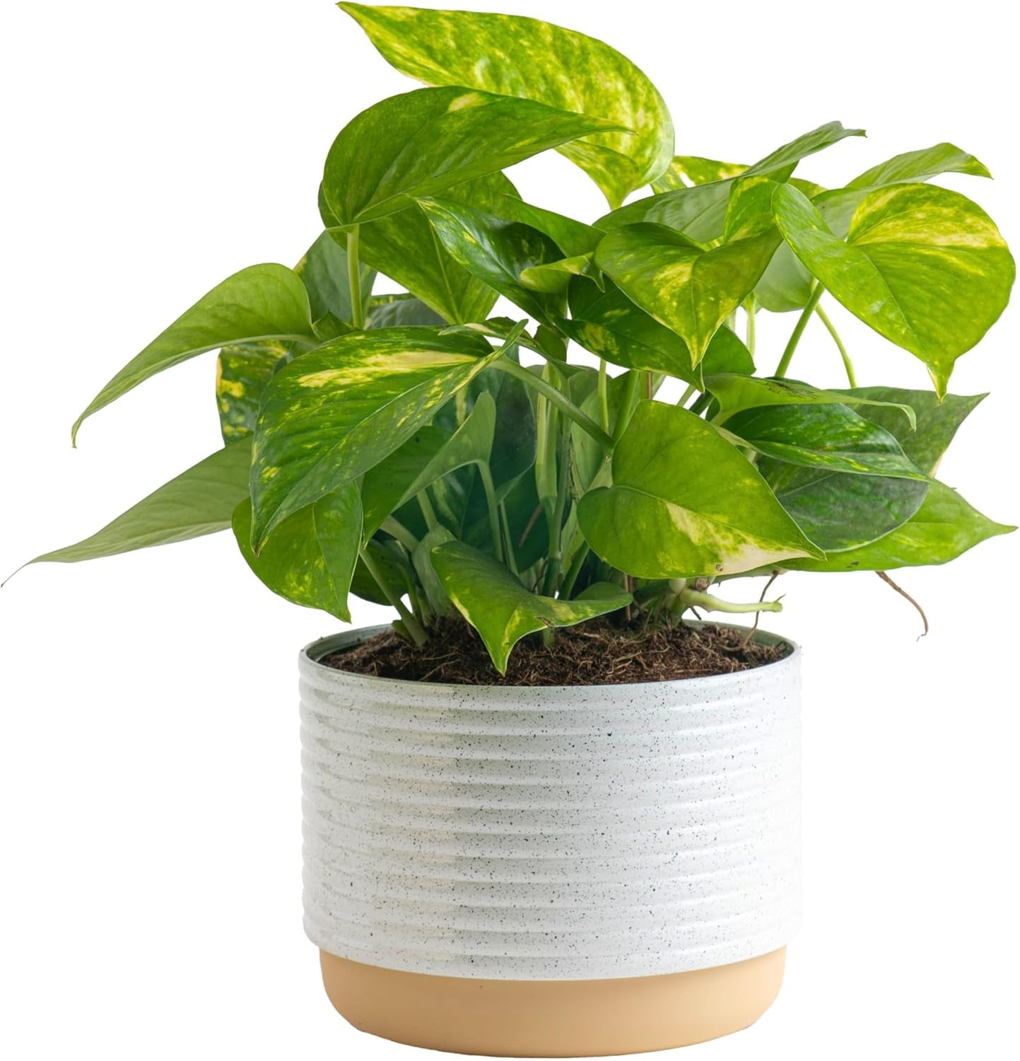 Pothos Plants, 8 Inches (2 Pack)