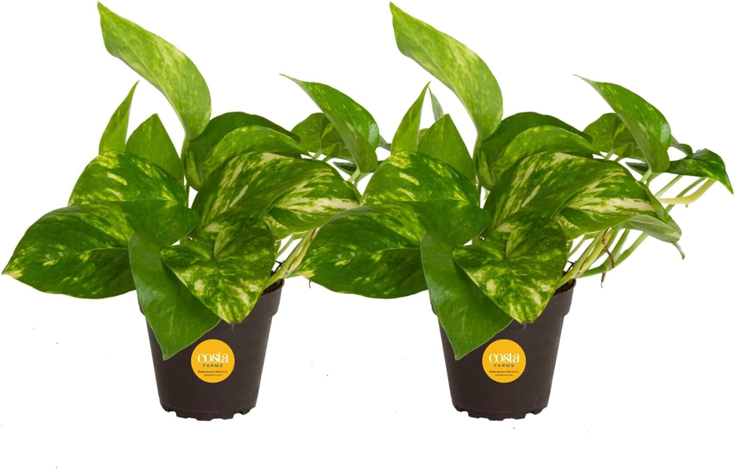 Pothos Plants, 8 Inches (2 Pack)